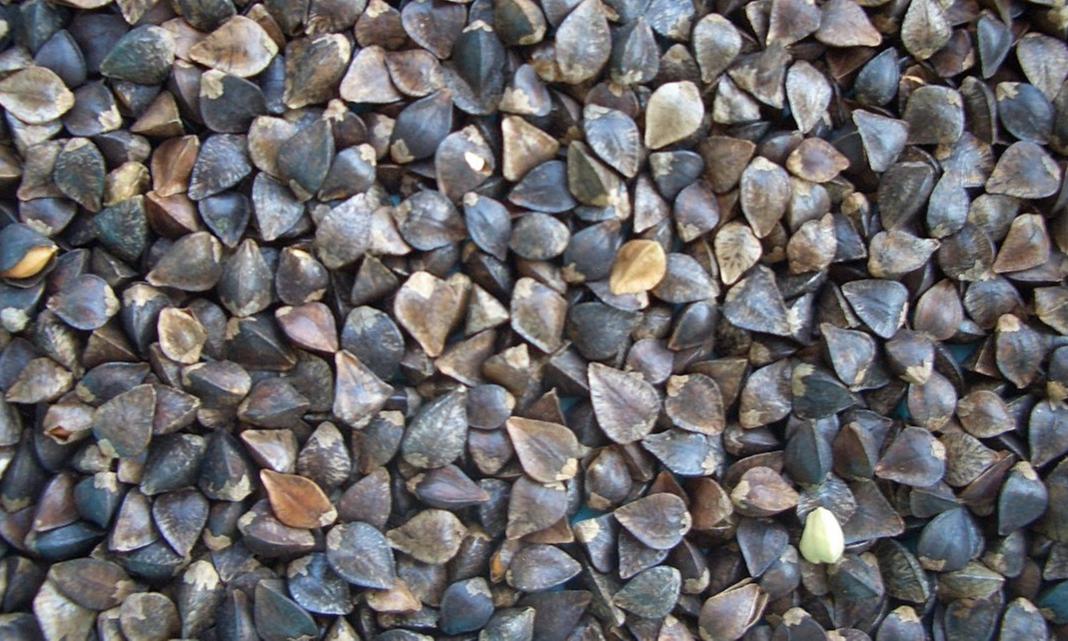 Defects removed - Buckwheat/Soba