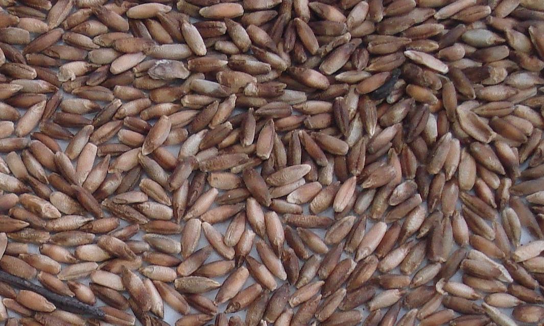 Defects removed - Rye