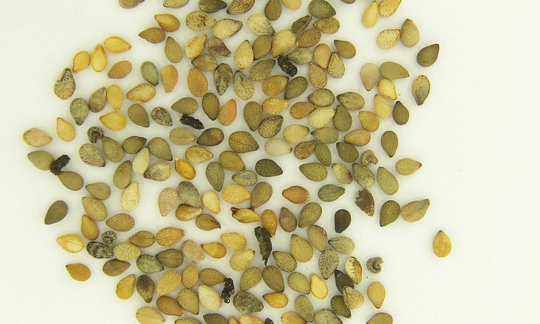 Defects removed - Sesame Seeds