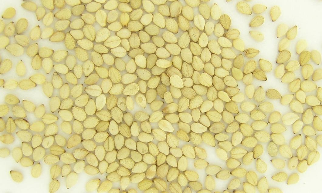 Good products - Sesame Seeds