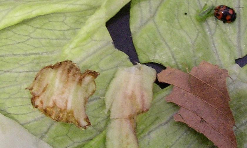 Defect - Lettuce (Cut Salad)