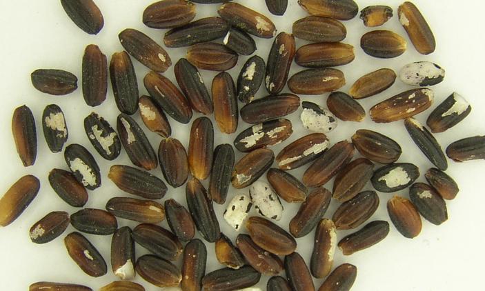 Defects removed - Black Rice