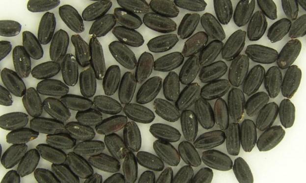 Good products - Black Rice