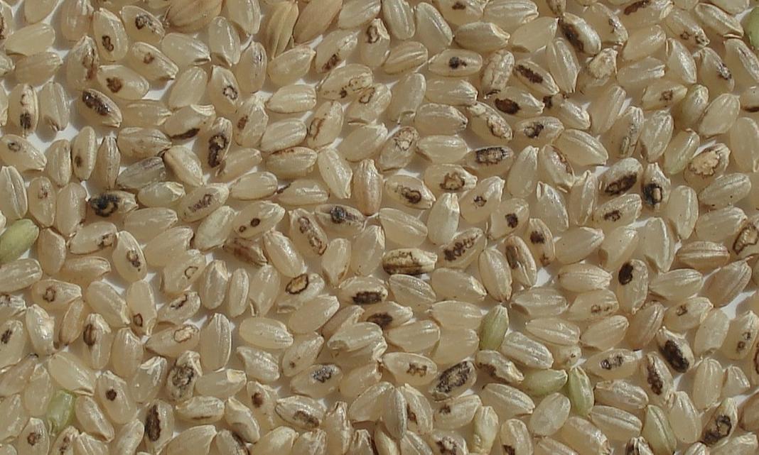 Defects removed - Brown Rice (Unpolished Rice)