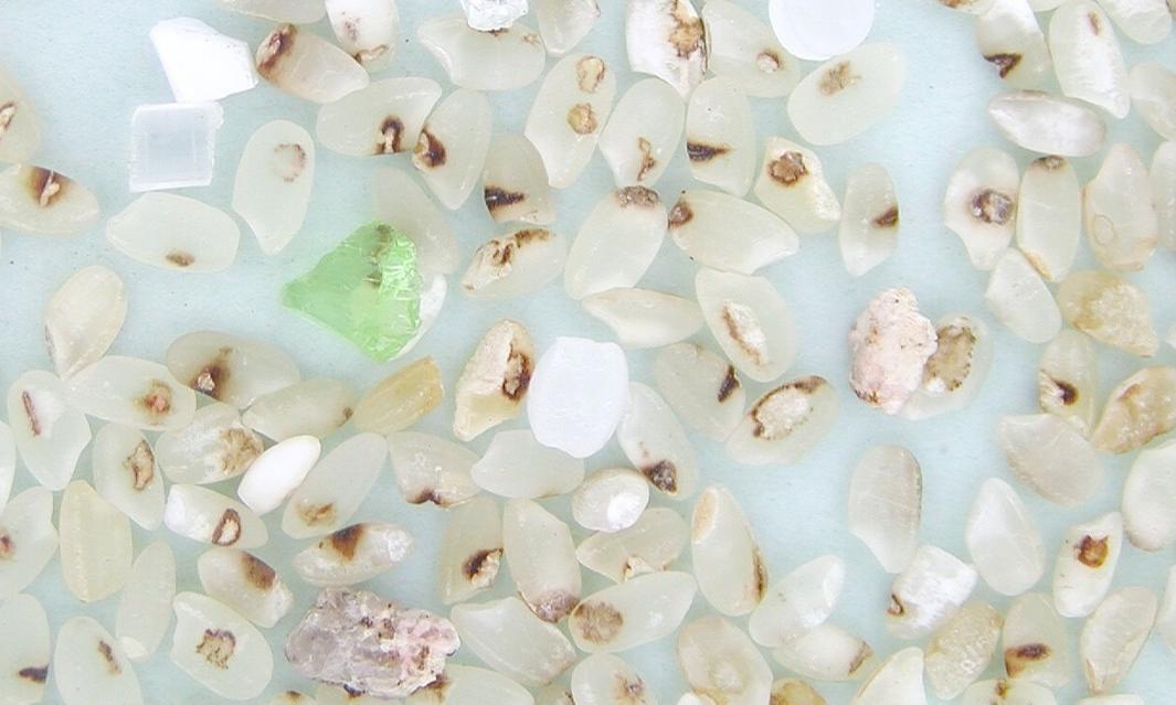 Defects removed - White Rice (Polished Rice)