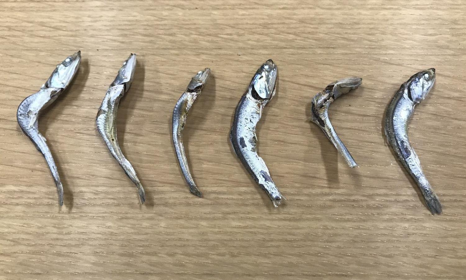 Defects removed - Boiled/Dried Fish (Niboshi)